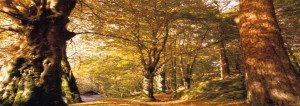 El Otoño